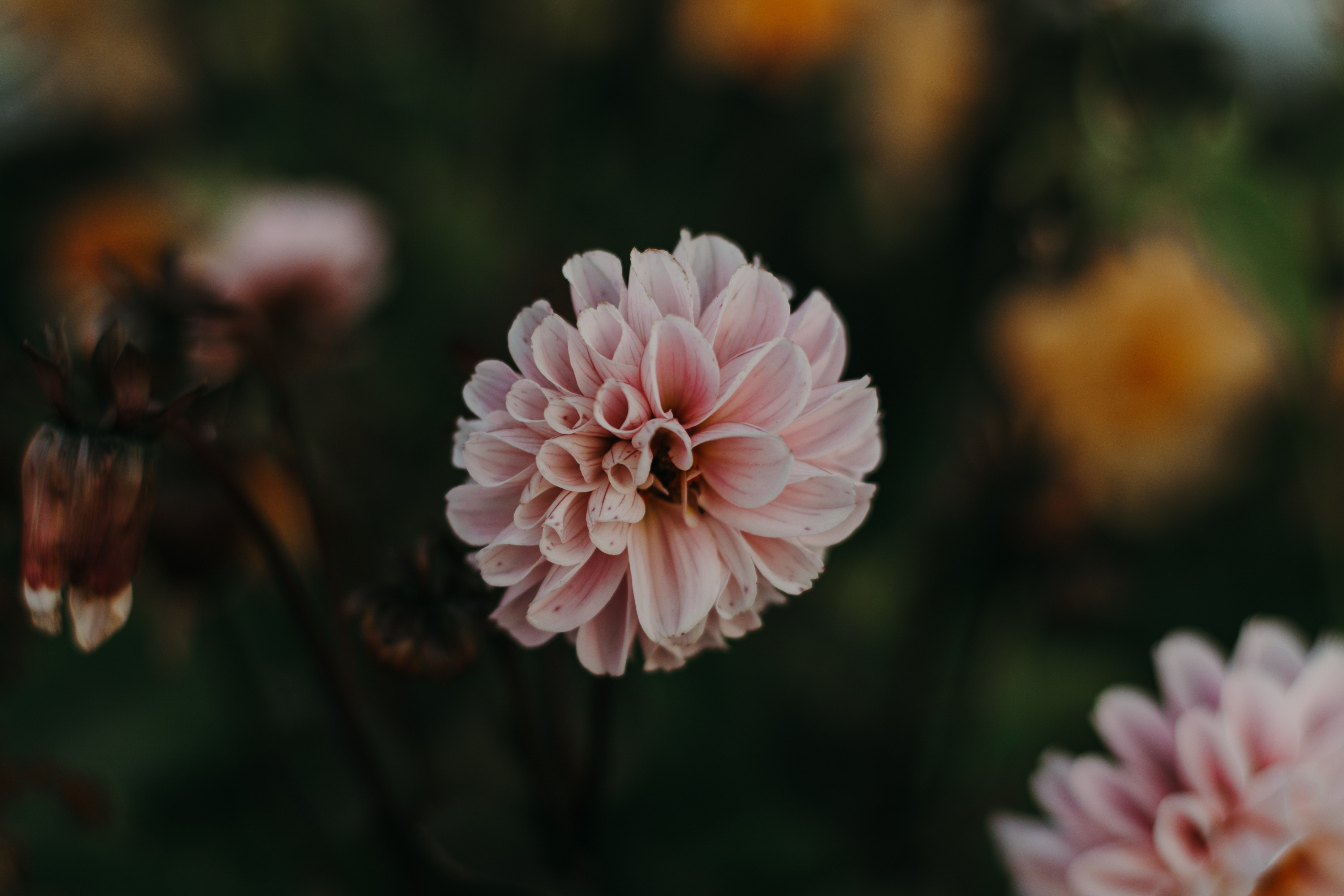 Chrysanthemum