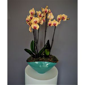 Phalaenopsis orchid red lips in turquoise vase