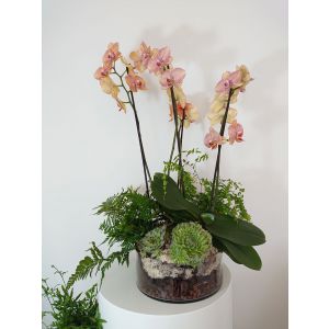 pink orchid in clear vase with succulents