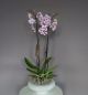 Phalaenopsis purple spotted in grey pot