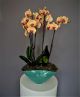 Phalaenopsis orchid red lips in turquoise vase