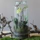 Petite Orchid Garden