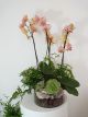 pink orchid in clear vase with succulents