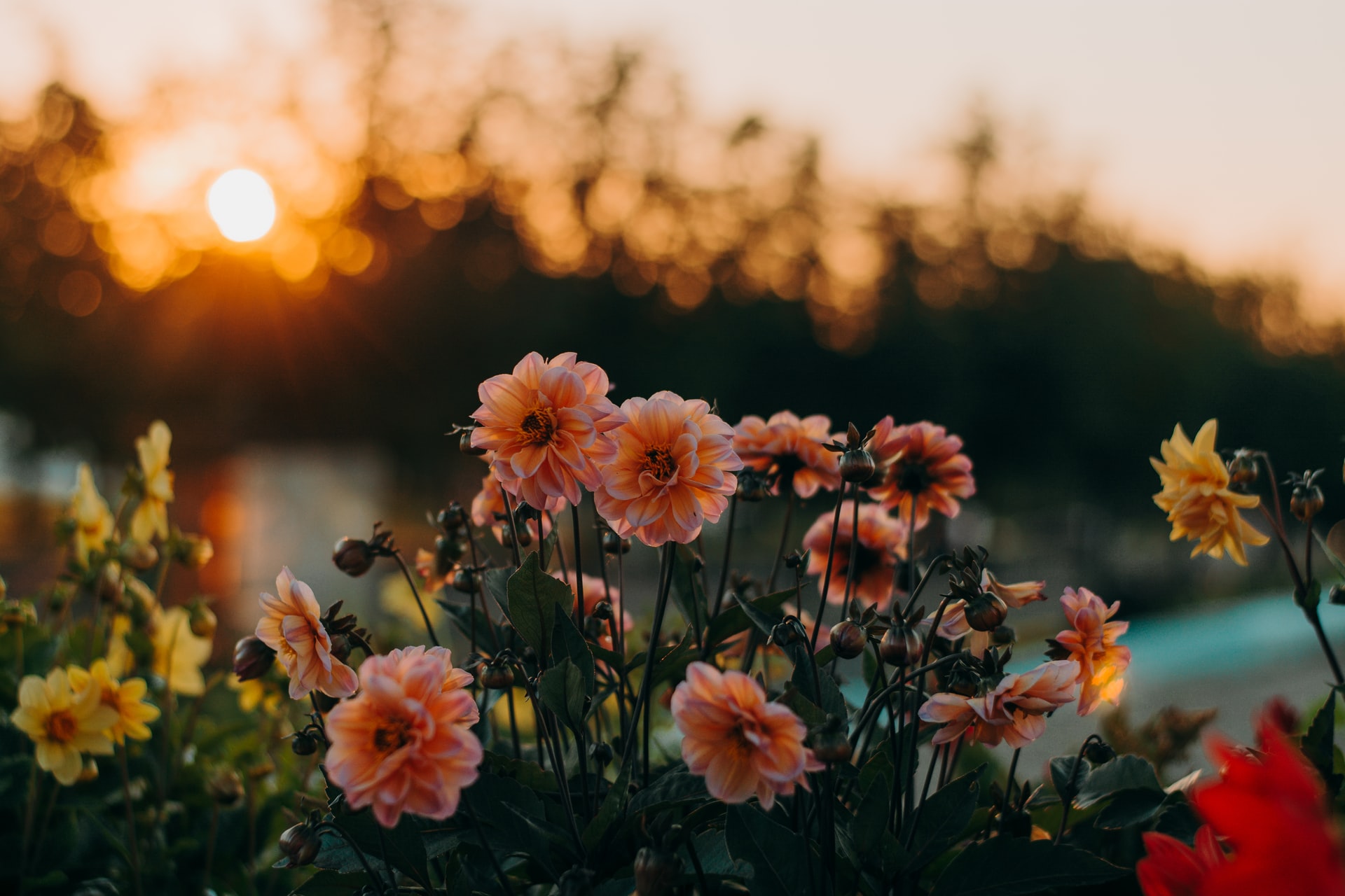 Multiple Chrysanthemum in fields